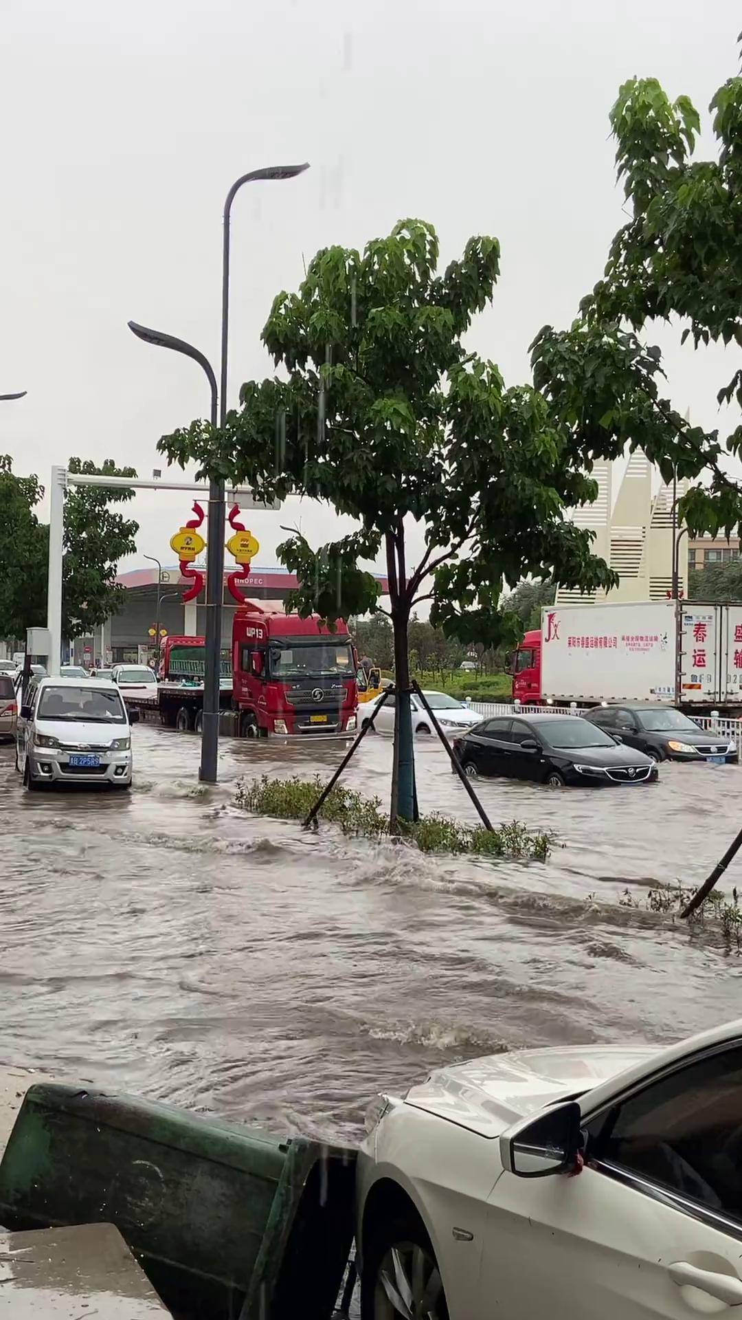 真结社 瓢泼大雨