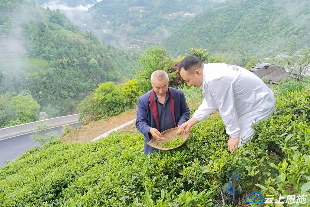 PG电子官网鹤峰：茶香沁透先锋魂(图7)