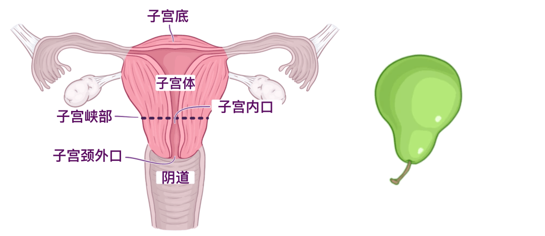 人体解剖学基础:女性生殖系统