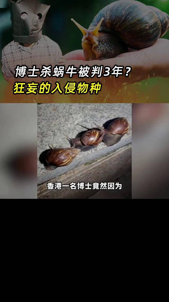 蜗牛 好奇昆虫 福寿螺 非洲大蜗牛