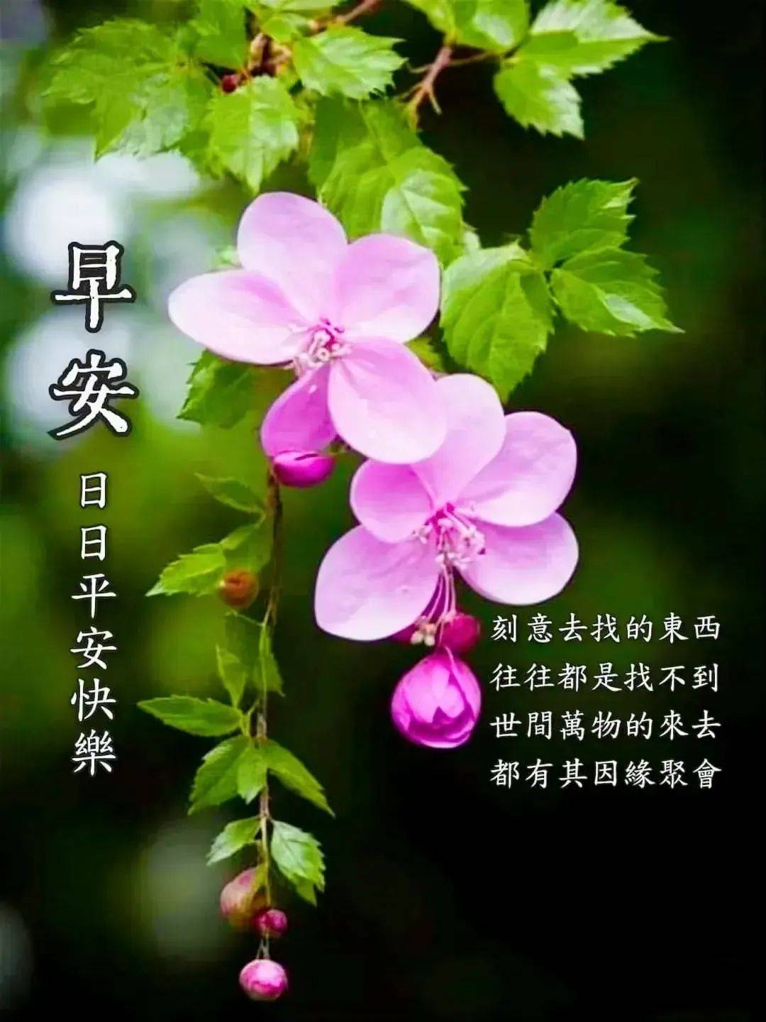 最新早上好表情图片大全,温馨清晨问候祝福语图片精选