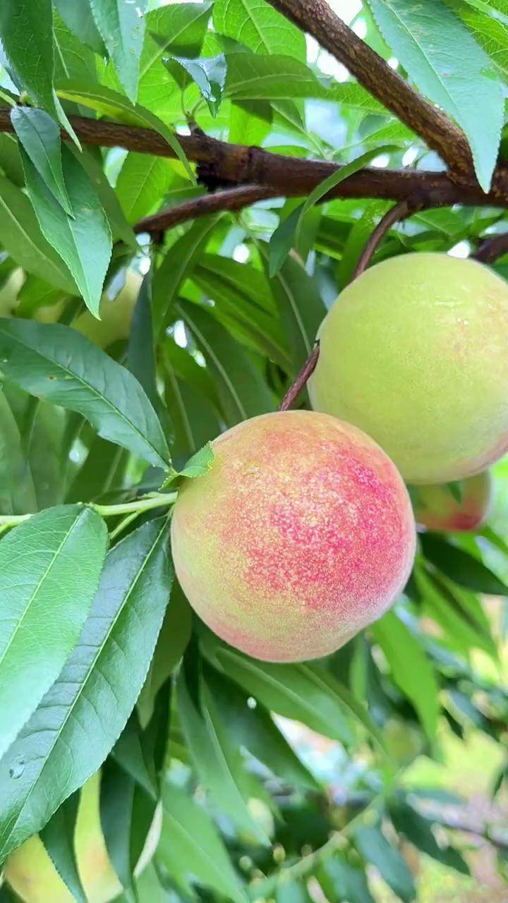 当季新鲜水果,来一份试试吧优质农产品 古田水蜜桃 桃子熟了