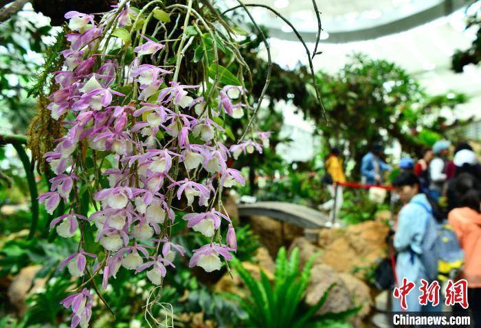 福州三江口植物园吸引民众JN江南注册(图3)