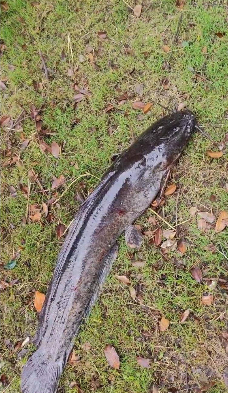 大连西山水库现"生态杀手":外来物种埃及塘鲺疑因放生入侵