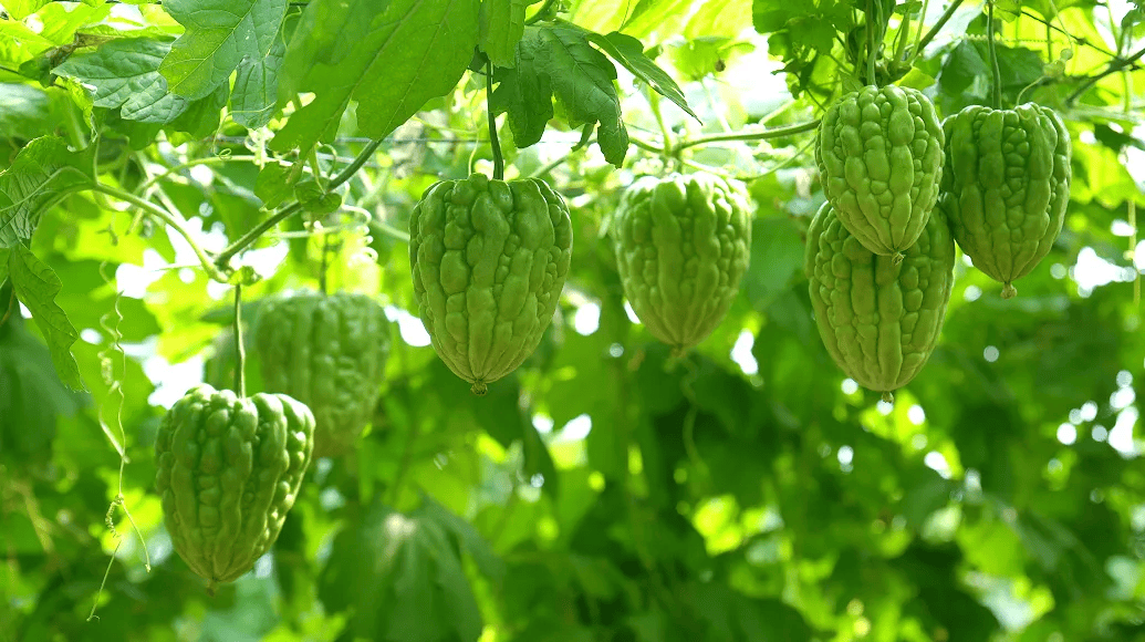 德信娱乐烟火江门侨联世界！从《三餐四季》