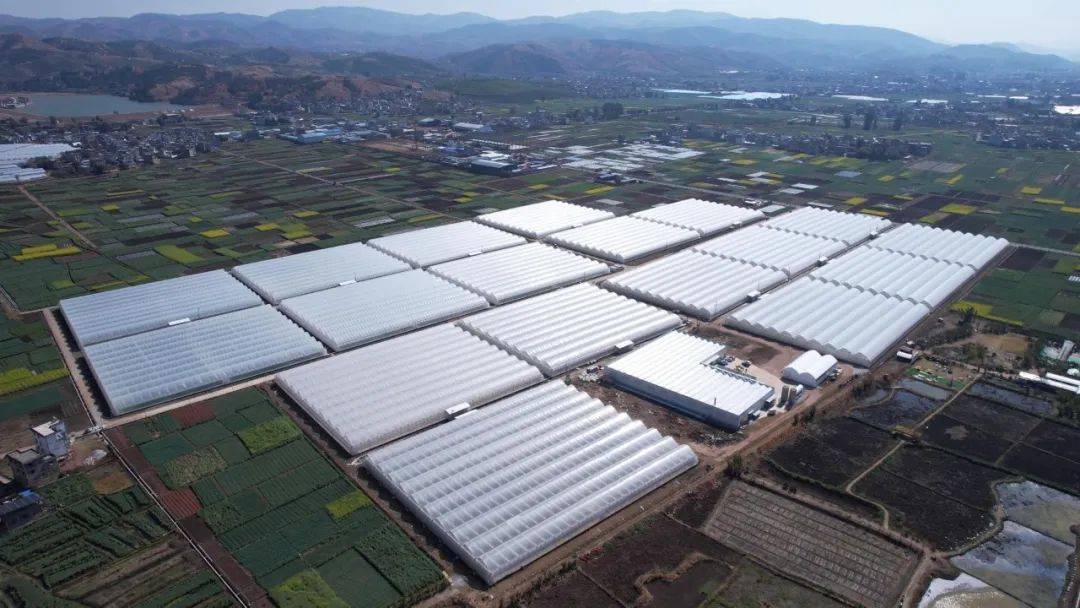 开云体育官网弥渡：蔬菜畅销 农民增收(图2)