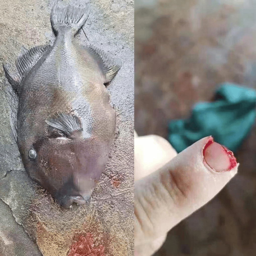 潜水员的噩梦不是鲨鱼,而是这只丑鱼