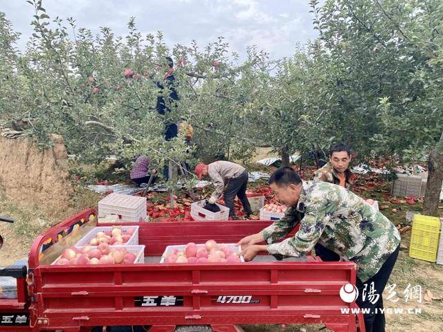 开云体育app印台苹果：从零星种植到富民强区的蝶变之路(图5)