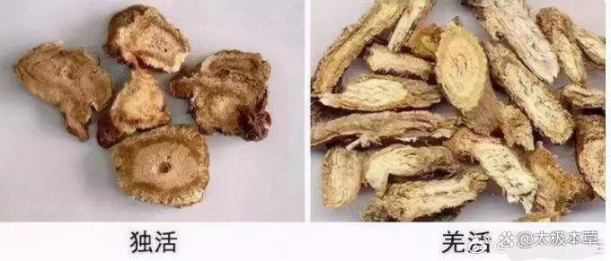 中医讲:羌活与独活的不同_麻桂_风湿_看家本领