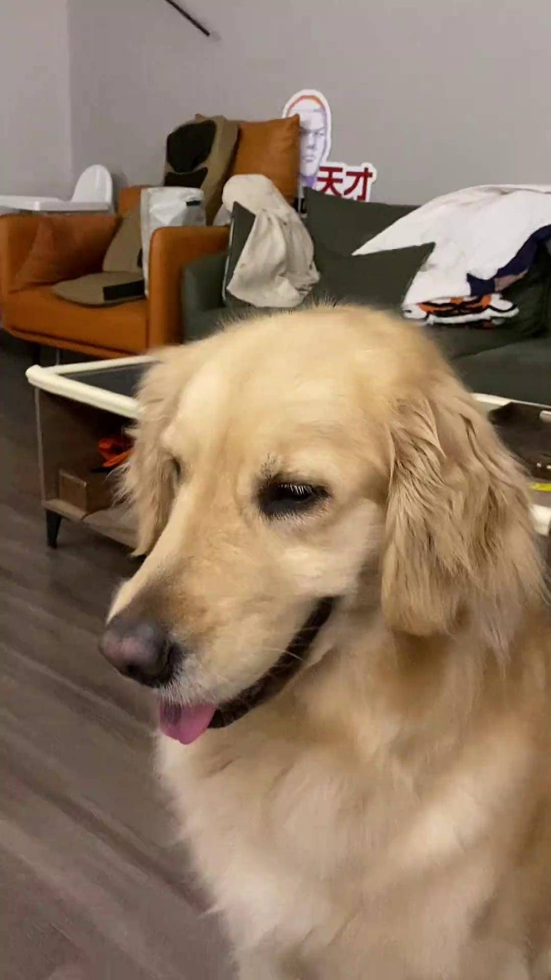 金毛真的做了坏事你都不忍心多骂两句,那委屈的小眼神绝了金毛 狗狗真