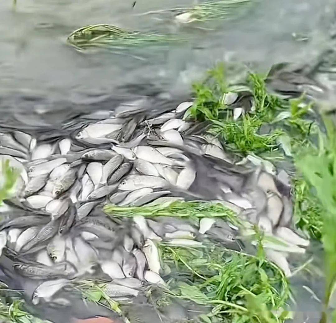 本地“元服务”泛滥的原因与法律风险深度解析