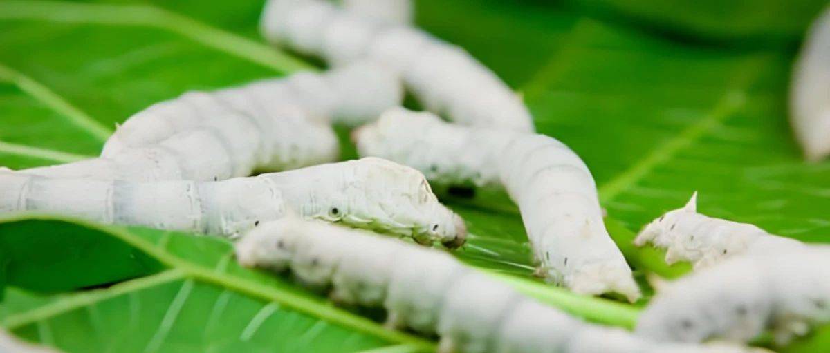 种桑养蚕,大有作为_蚕农_蚕茧_蚕种