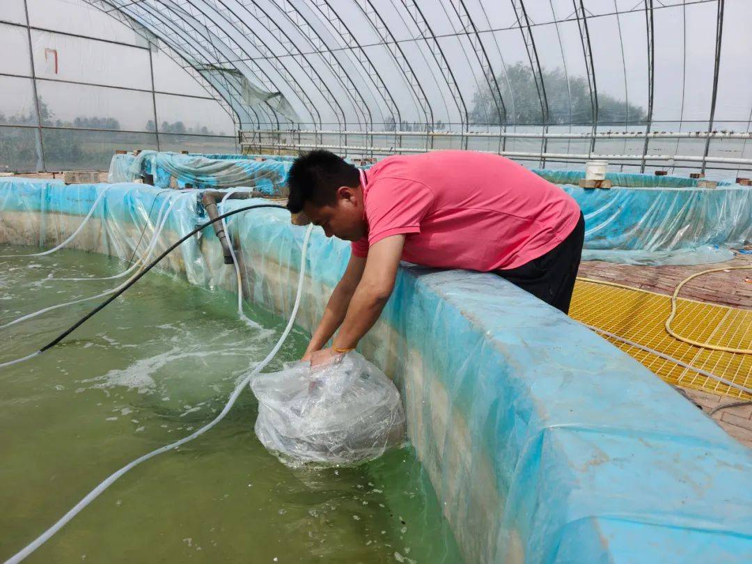 302万尾虾苗跃入致富塘 乡村振兴添活力