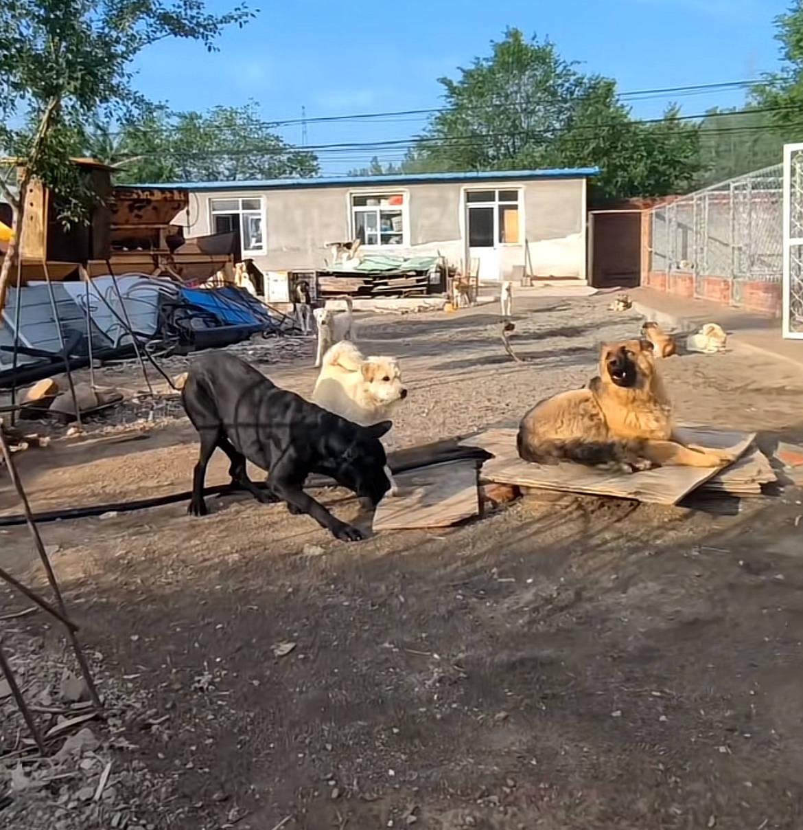 河北承德土犬因霸气走红被称“最强阿尔法”，主人：养了一百多只狗，它打架打成了狗王