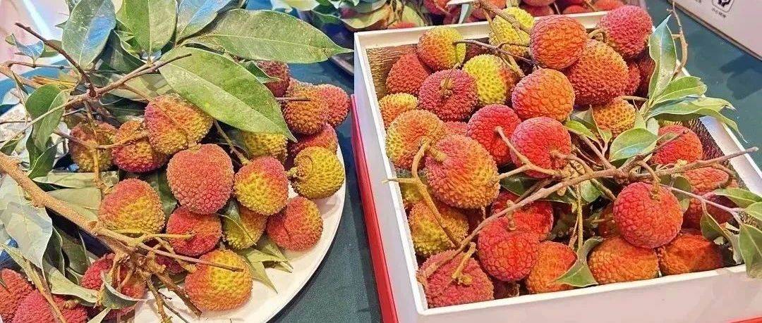 阳江向全球发出邀约,来吃“夏日甜蜜果”!_荔枝_阳春市_品种