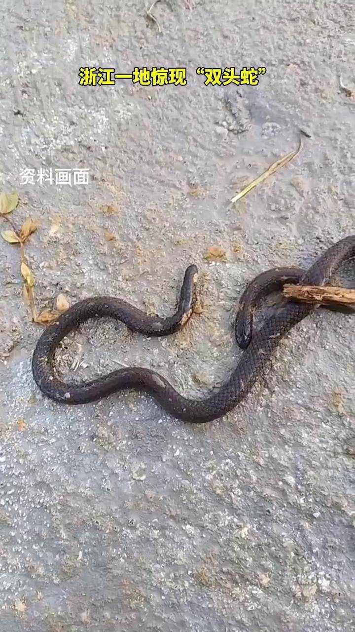 浙江一地惊现"双头蛇"!