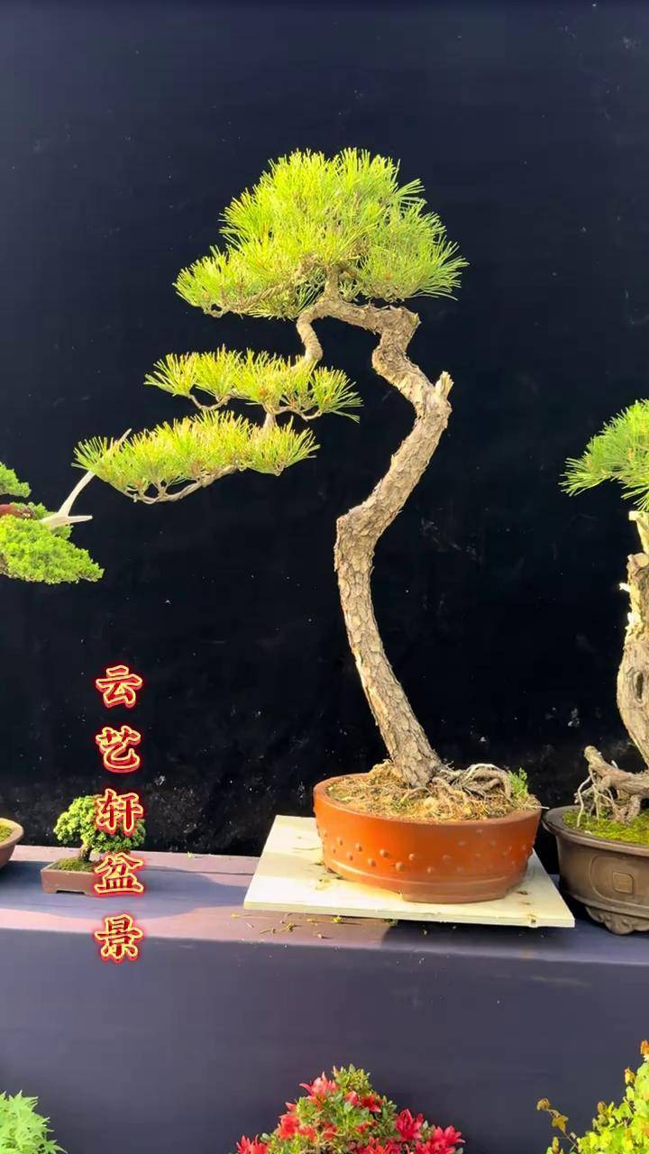 文人黑松盆景 庭院景观 老桩盆景 花园生活 黑松盆景