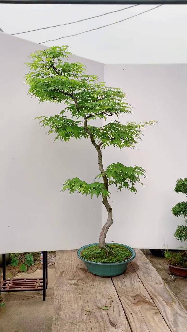 很有文人风骨的山红叶盆景 山红叶盆景 山红叶 枫树