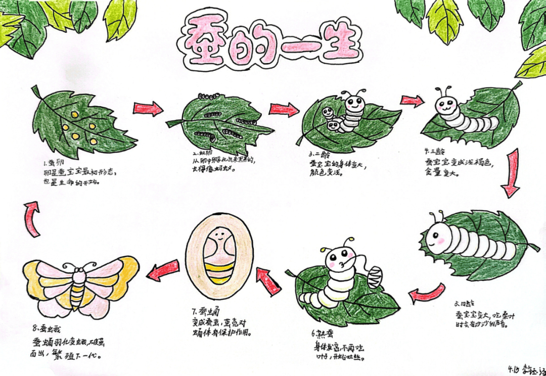—经开一校四年级"探索生命奥秘"科学学科活动