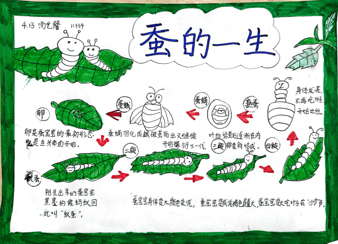 蚕宝成长记经开一校四年级探索生命奥秘科学学科活动