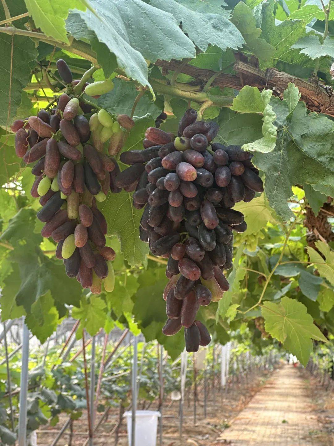 你们超爱吃的→