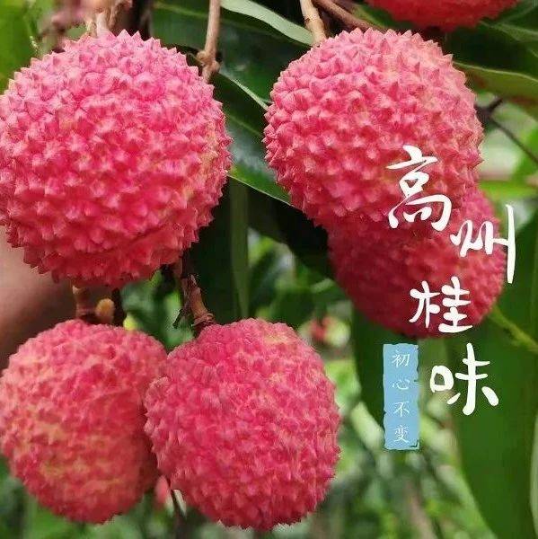 【高州桂味荔枝】预售!6月15日后开始发货!果园现摘打包保鲜直发!顺丰/京东冷链包邮!1778老板老家果园直发_下单_品种_销售