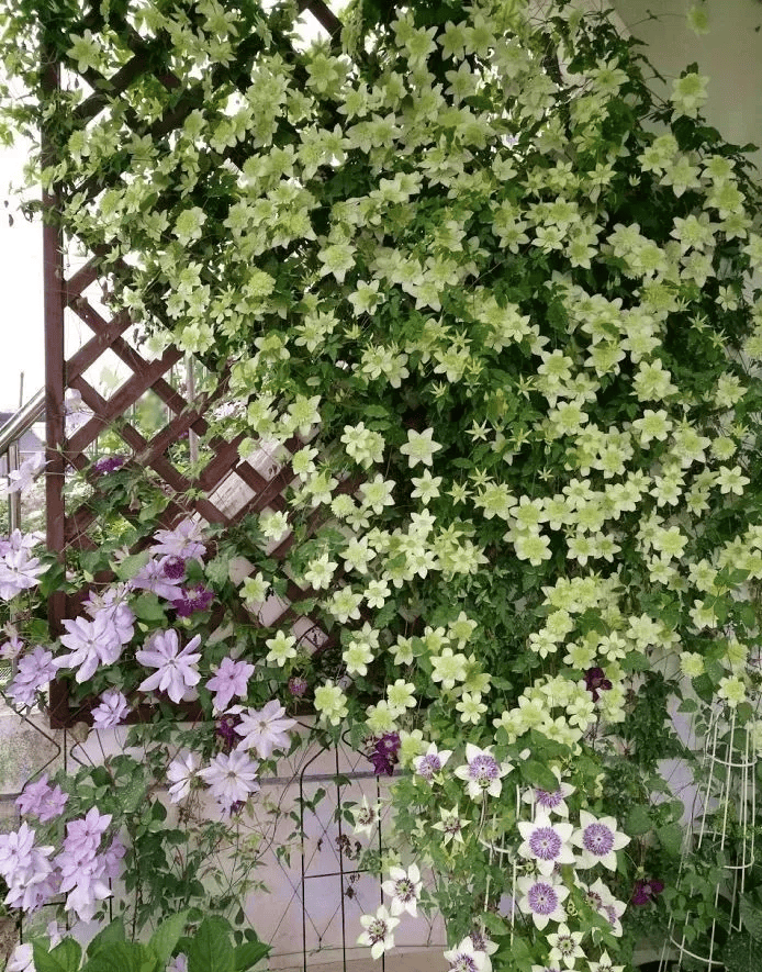 25种爬藤植物,花开便成瀑布,喜欢花卉的一定要养几种!