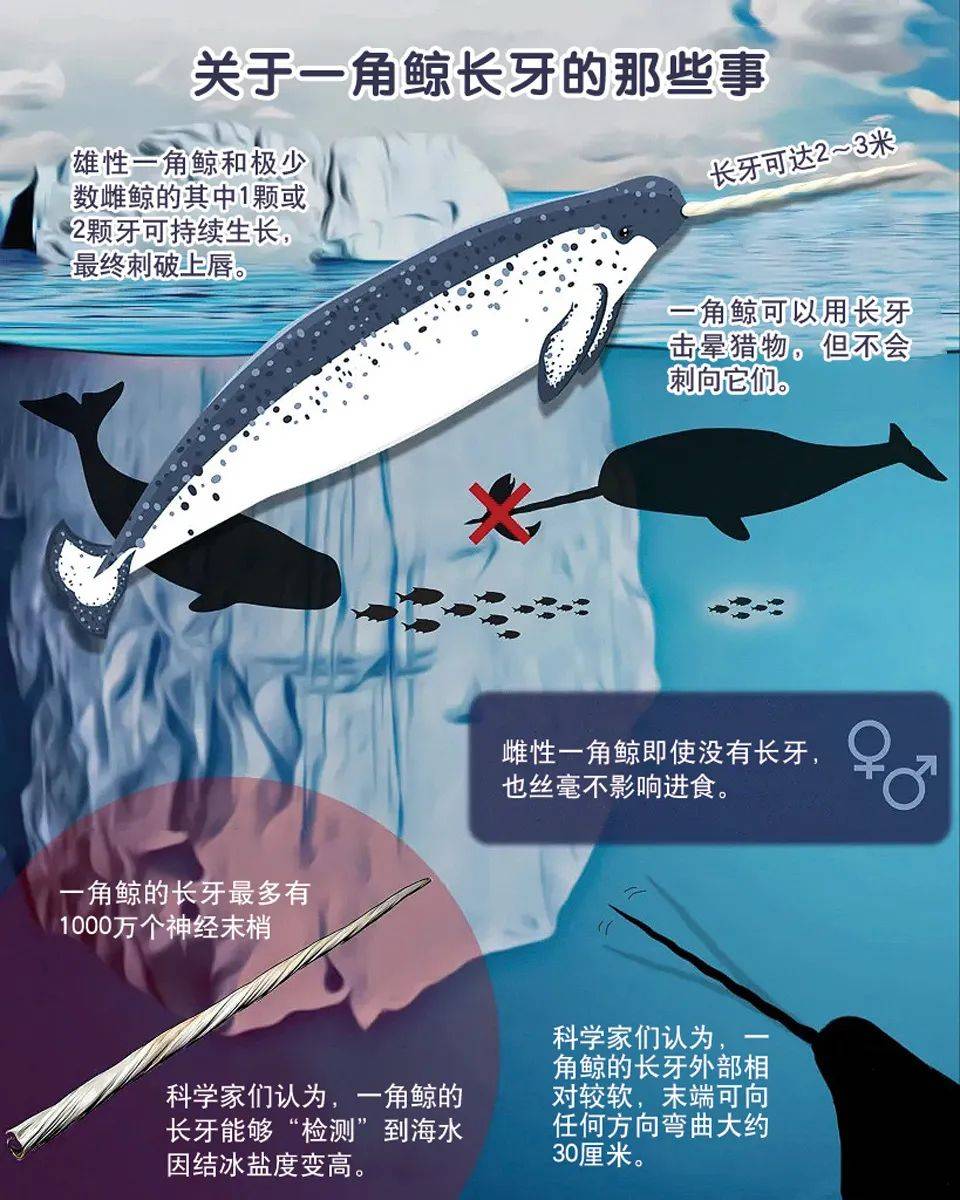 独角鲸的"角",竟是一颗"牙"!