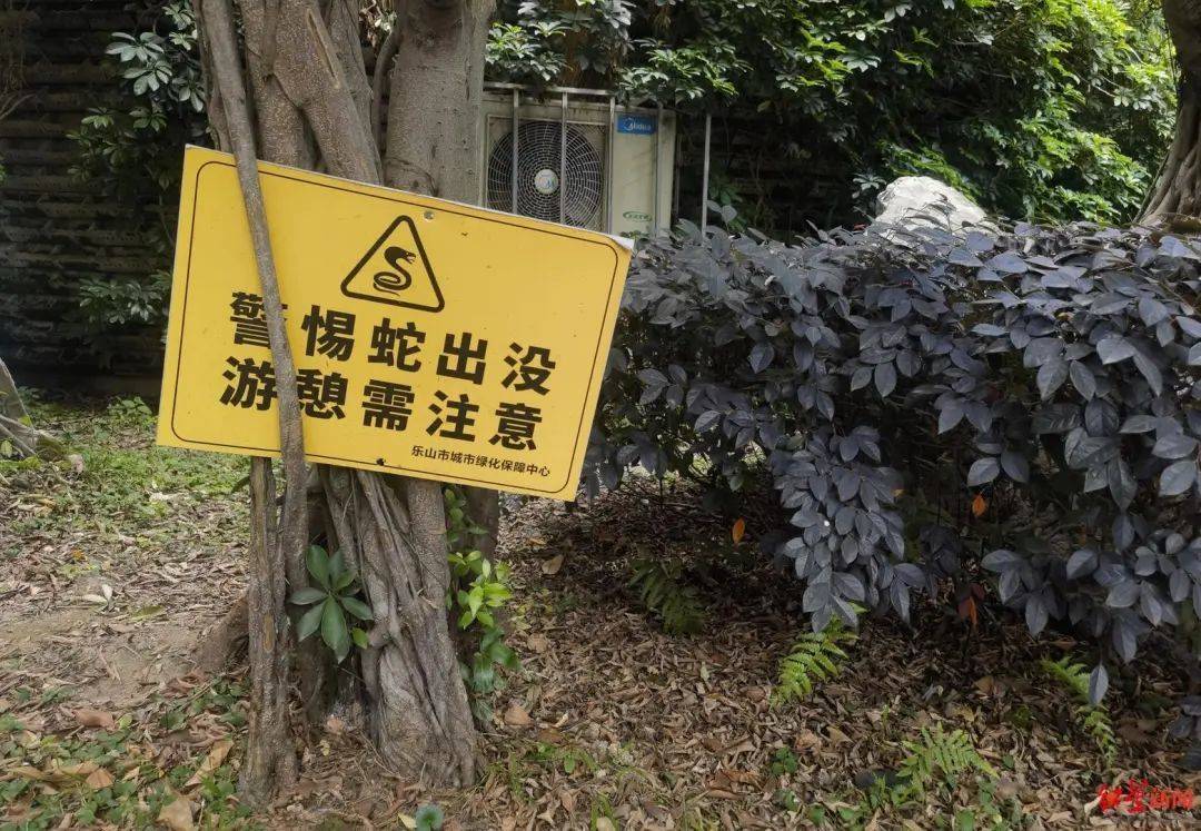 天降2米大蛇吓坏打牌阿姨，“硬核”大爷徒手逮住一顿抡摔！专家：不建议这样处理