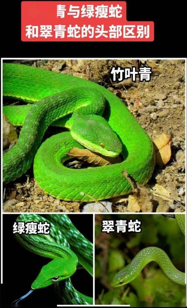 夺命翠影:竹叶青蛇咬伤急救指南
