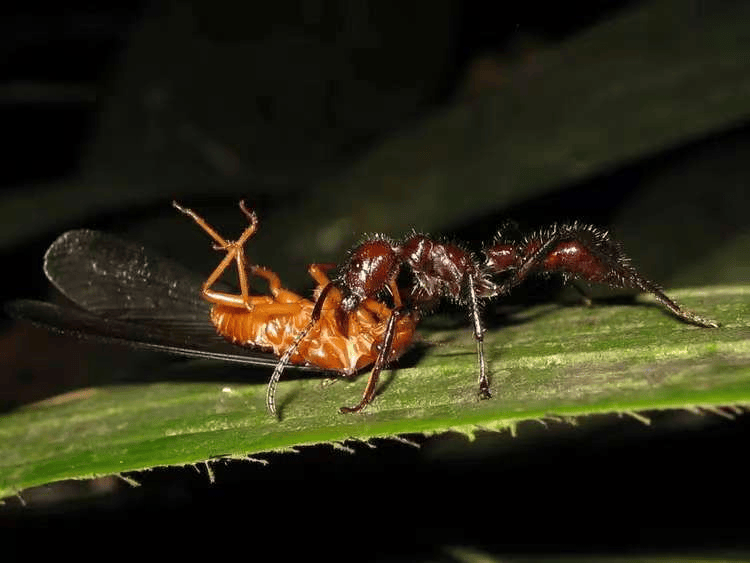 严防外来物种入侵 | 战斗军团