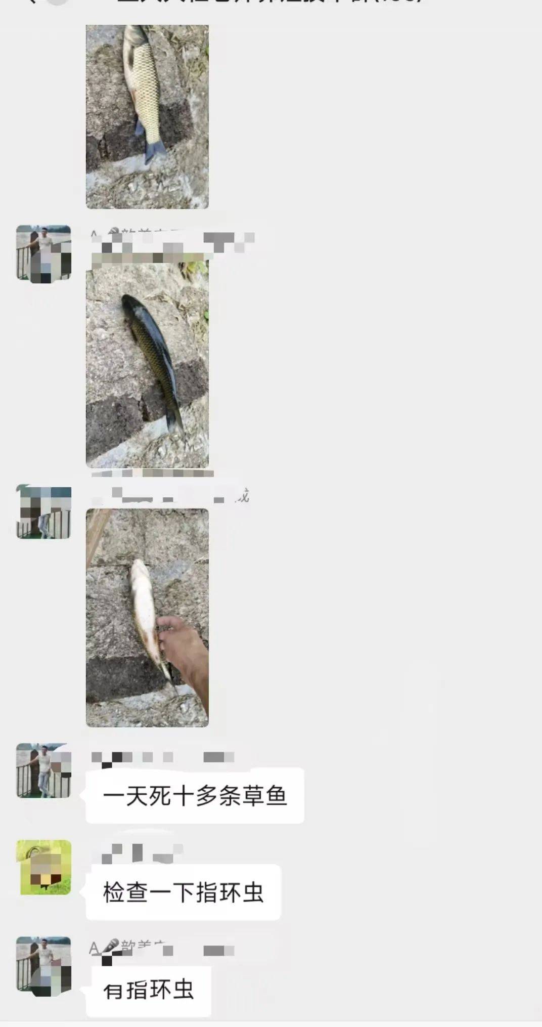 草鱼黑头黑背,每天死亡10多条!检查鱼感染指环虫!怎么处理?