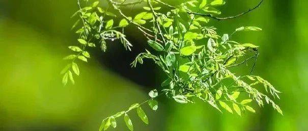 “不作为”和“乱作为”应当如何认定?_行为_损失_职责