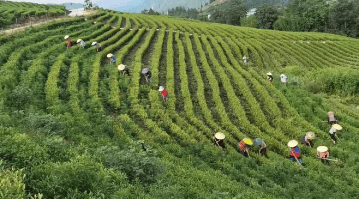 德江煎茶：“壹沐”茶青！高竹山绿_德江煎茶：“壹沐”茶青！高竹山绿_