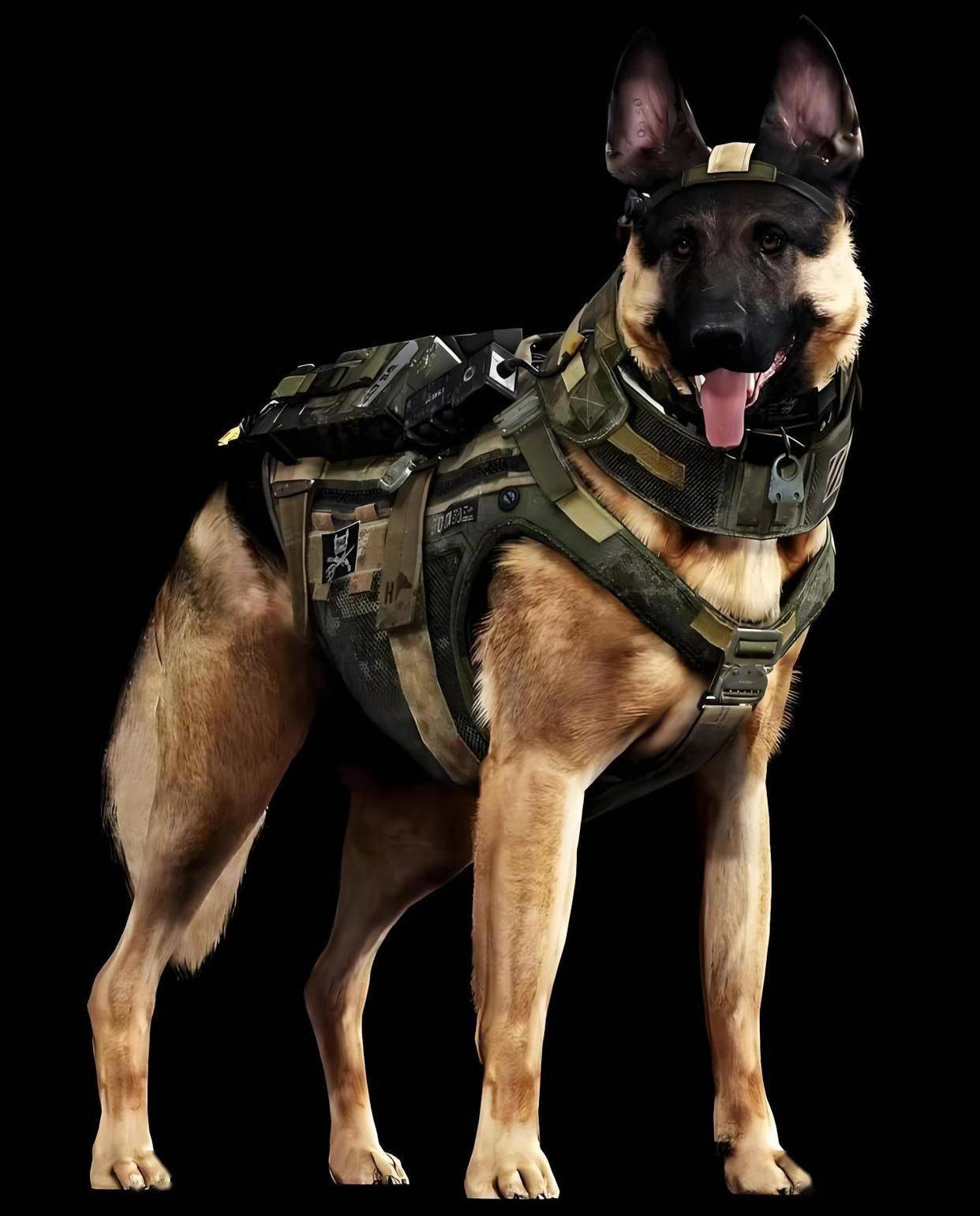 全球16大军警犬界的"特种兵",中国昆明犬上榜!