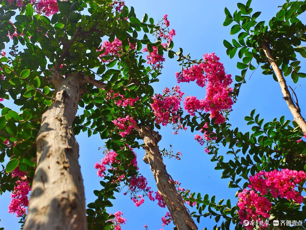 百日红花红百日,繁花满树缀枝头