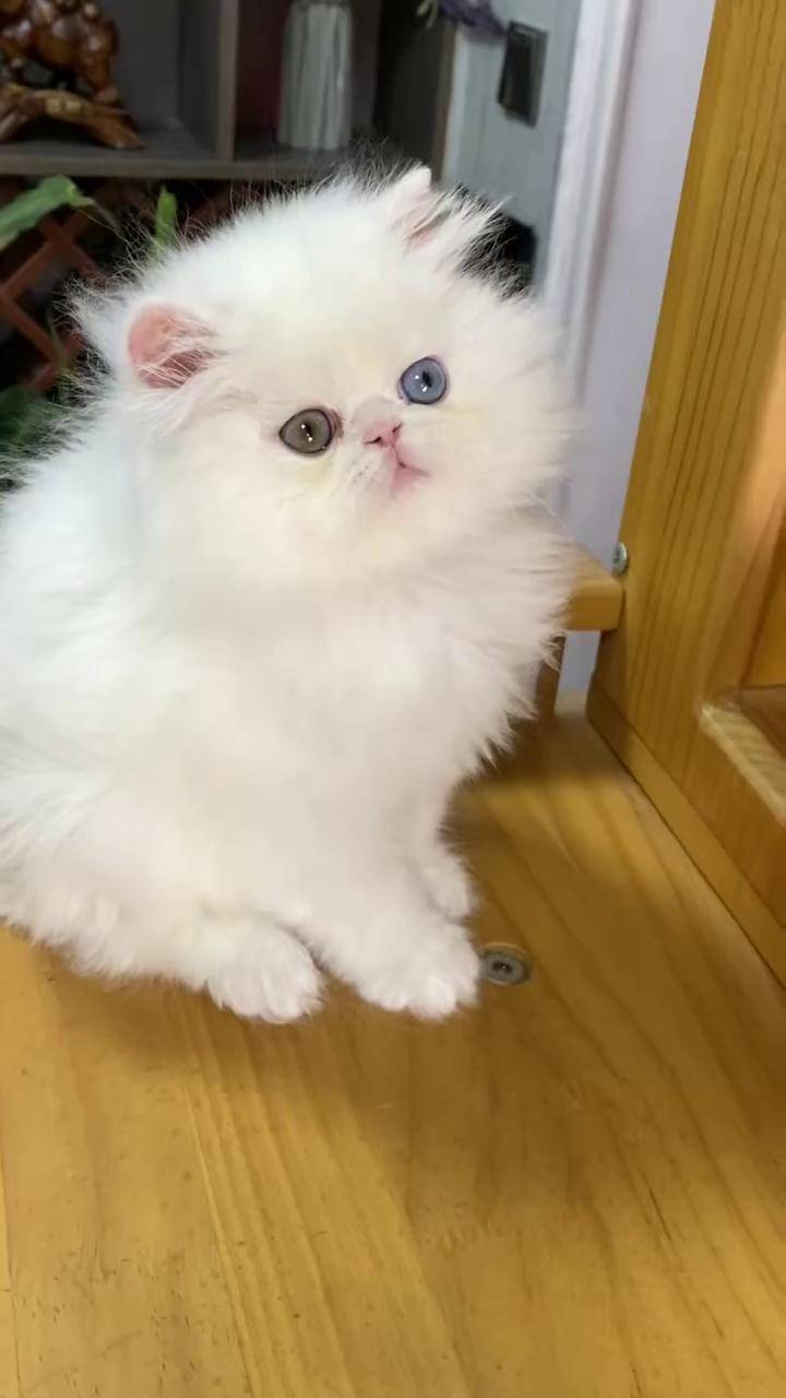 纯白异瞳波斯弟弟 盐城 纯白波斯猫 异瞳猫 纯白加菲猫 波斯猫