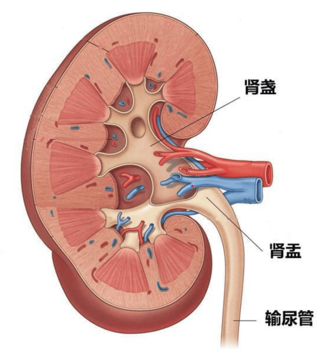 肾盂肿瘤早知道:这些信号别忽视,科学防癌有妙招