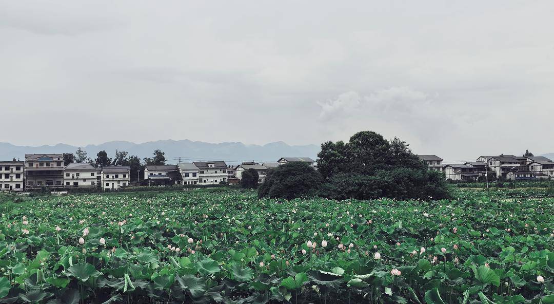 _四川的荷花海在哪里_有荷花的地方有龙虾吗
