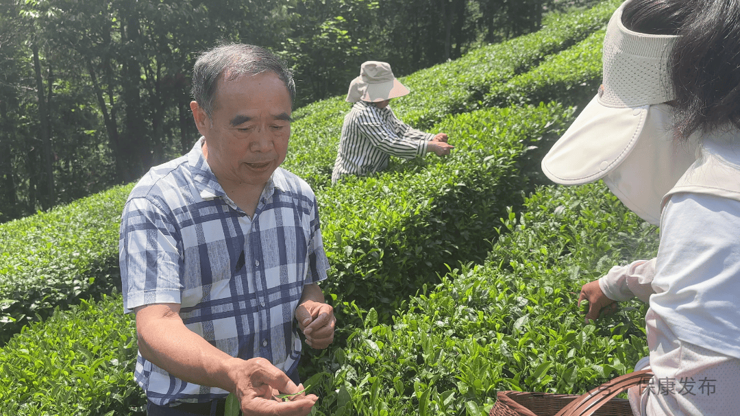 绿茶味十足__绿茶味十足是什么意思