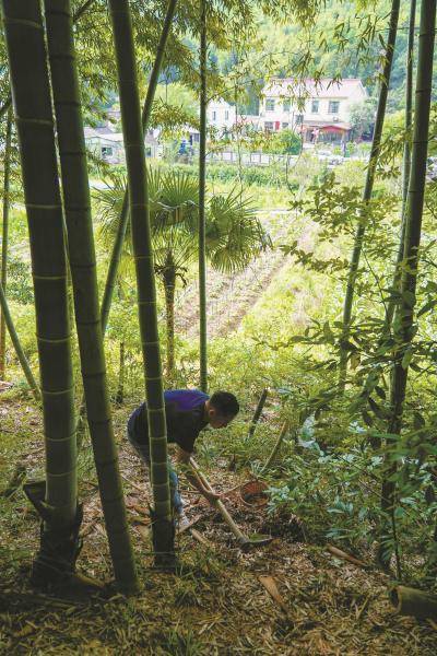 鞭笋毛豆汤 九龙湖畔的夏味密码__鞭笋毛豆汤 九龙湖畔的夏味密码