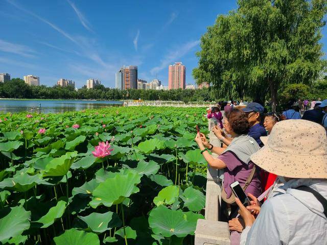夏至时节，荷花初绽，市民游客公园寻觅荷香雅韵__夏至时节，荷花初绽，市民游客公园寻觅荷香雅韵