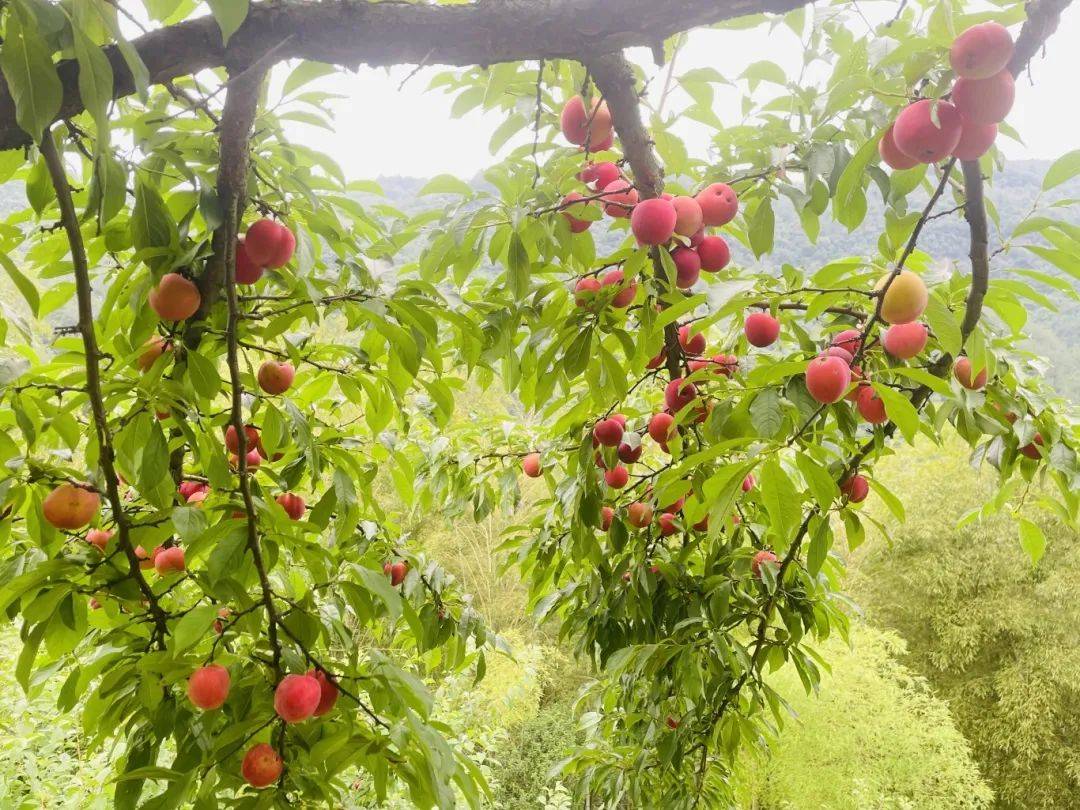 重庆李子采摘攻略来啦!