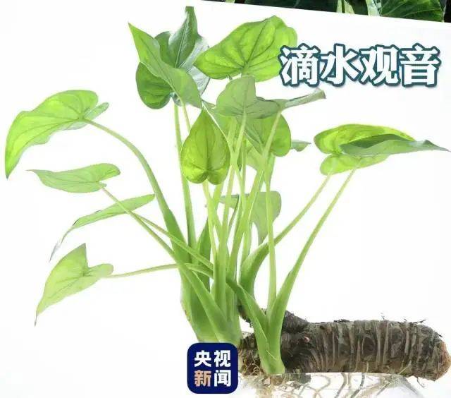 696969大但人文艺术价值:大片连根铲除！深圳一公园“火速响应”引质疑，网友为它喊冤