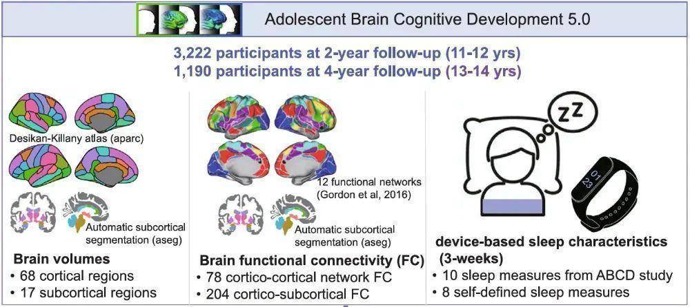 少睡一刻钟，脑子变“懵懂”？劝你早睡的科学依据来了