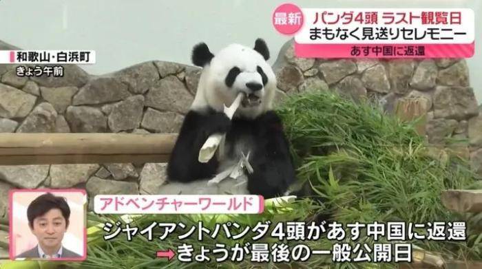 4只旅日大熊猫将回国 日本民众：“感谢带来的美好回忆” -华闻时空