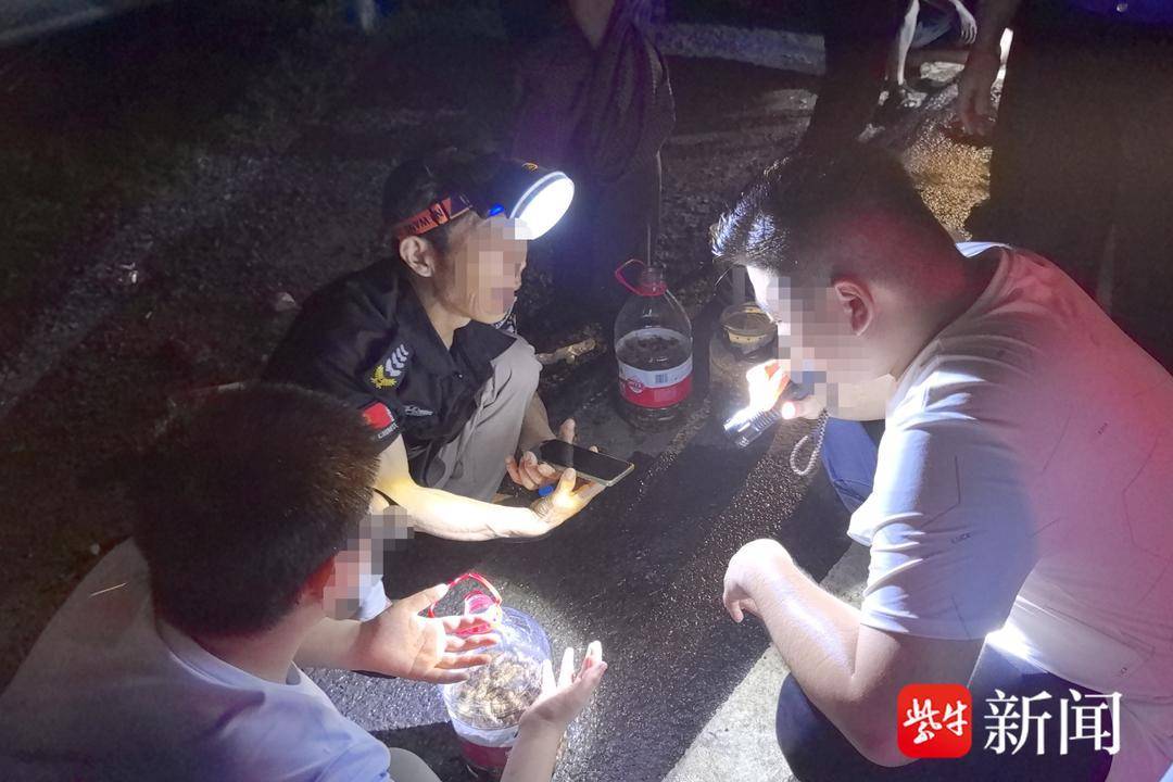 美人与悍匪:南京市民深夜组团进山捉金蝉，记者亲历：一小时逮7只，还被蜈蚣“截和”