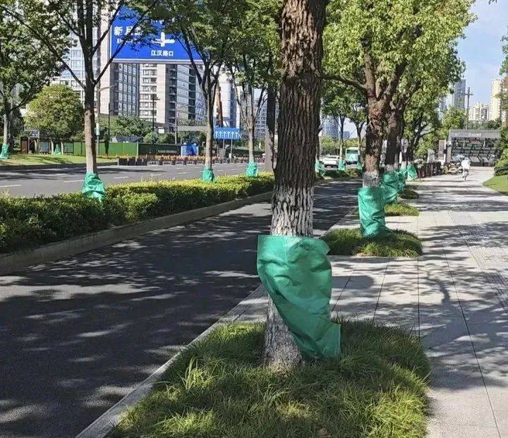冷月妖女毒驯暴虐郎君:40℃连击！杭州街头突现“绿肚兜”！市民：给我也来一个就好了…