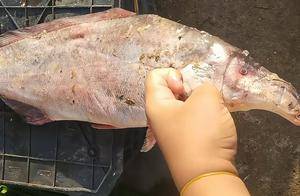 男子发现尖头鱼，嘴部像食蚁兽，引发猜测：难道是消失的“鯮鱼”_网友_嘴巴_长江