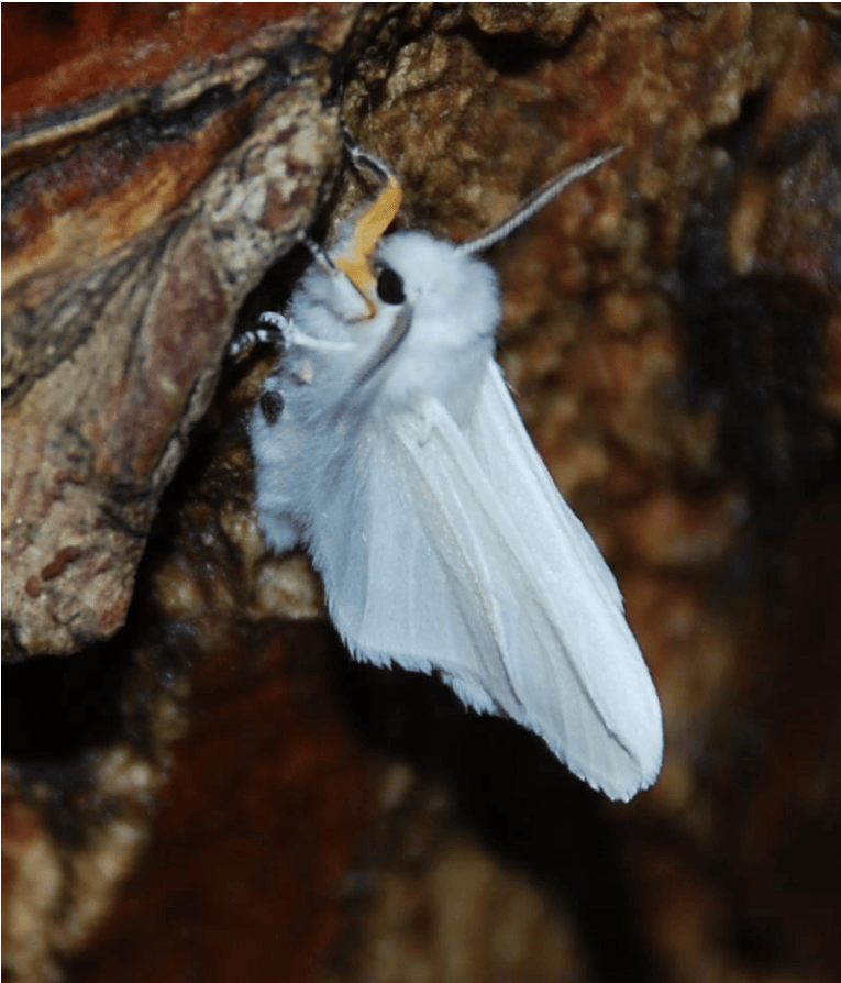 美国白蛾的识别与防治